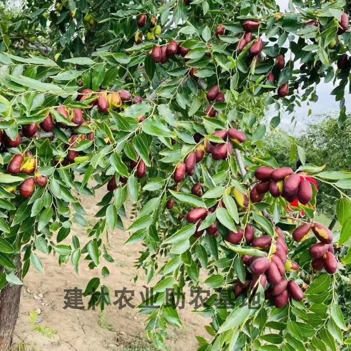 嫁接灵武长红枣树苗特大脆甜大红枣树活苗南方北方庭院盆栽地栽苗 - 图3