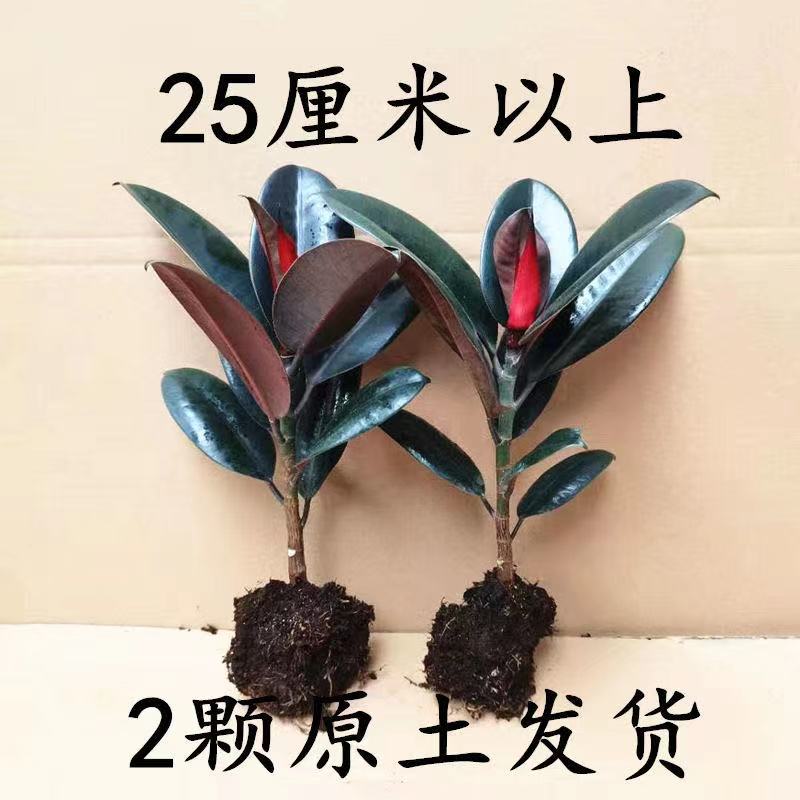 黑金刚橡皮树花卉绿植小盆栽观叶植物书房办公桌客厅易活好养包邮 - 图1