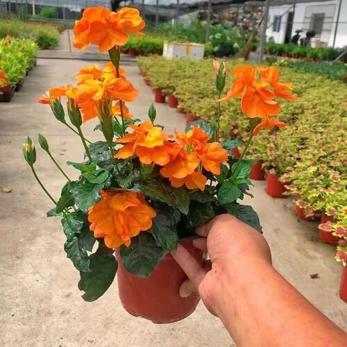 鸟尾花盆栽带花苞多年生好养花卉四季开花阳台庭院室内外常绿植物 - 图0