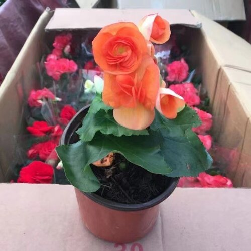丽格海棠玫瑰海棠四季海棠盆栽包邮四季观花重瓣带花带花苞发货 - 图1