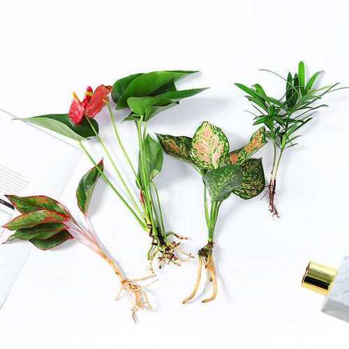 水培植物绿植室内水养花卉白掌文竹盆栽如意绿萝吉利红水生富贵竹 - 图1