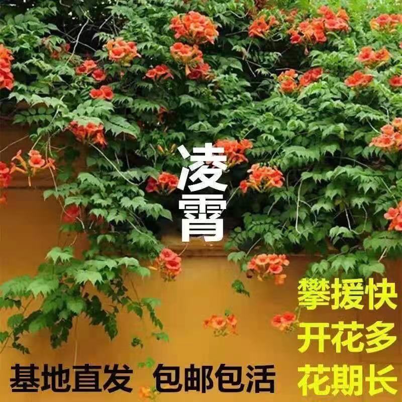 凌霄花苗盆栽爬藤植物攀爬树桩俄罗斯炮仗庭院阳台四季开花卉浓香 - 图1