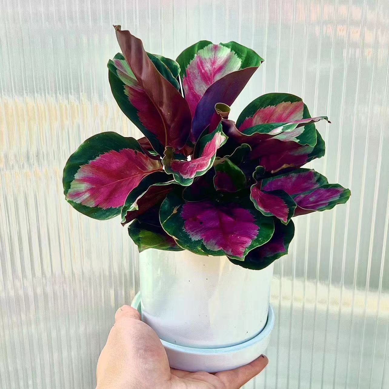 红玫瑰竹芋盆栽彩叶水培网红植物四季养殖室内桌面花卉绿植