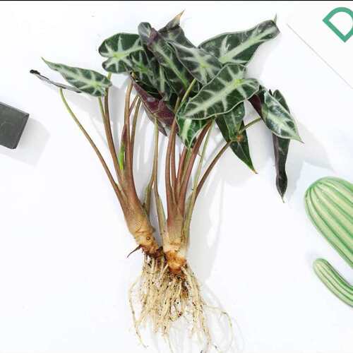 水培植物绿植室内水养花卉白掌文竹盆栽如意绿萝吉利红水生富贵竹 - 图3