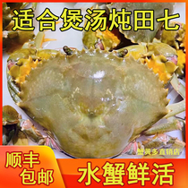 Fishermen water crab (1 catty of about 1-4) green crab Guangdong sea crab crab fresh (water crab saucepan soup stew 7)