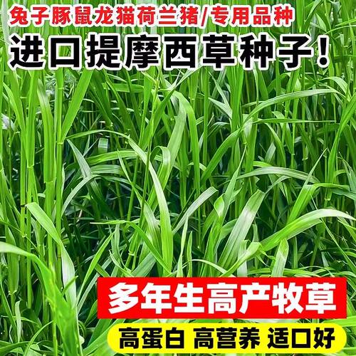 秋季多年生牧草猫尾草提摩西种子龙猫兔子爱吃的草籽草种子夏季 - 图1