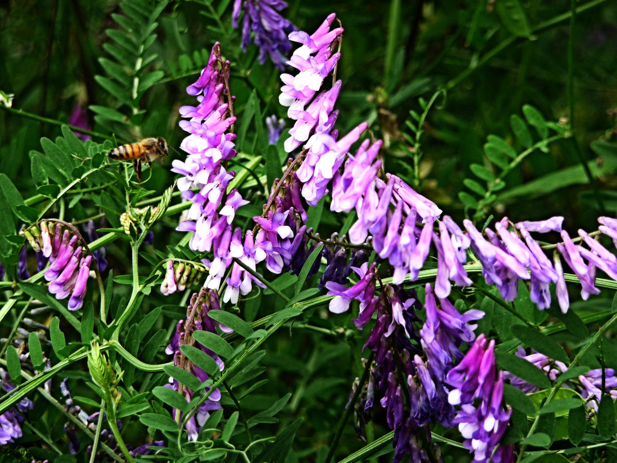 果园绿肥种籽光叶紫花苕种籽毛苕子种子养蜂蜜源植物牧草草籽 - 图1