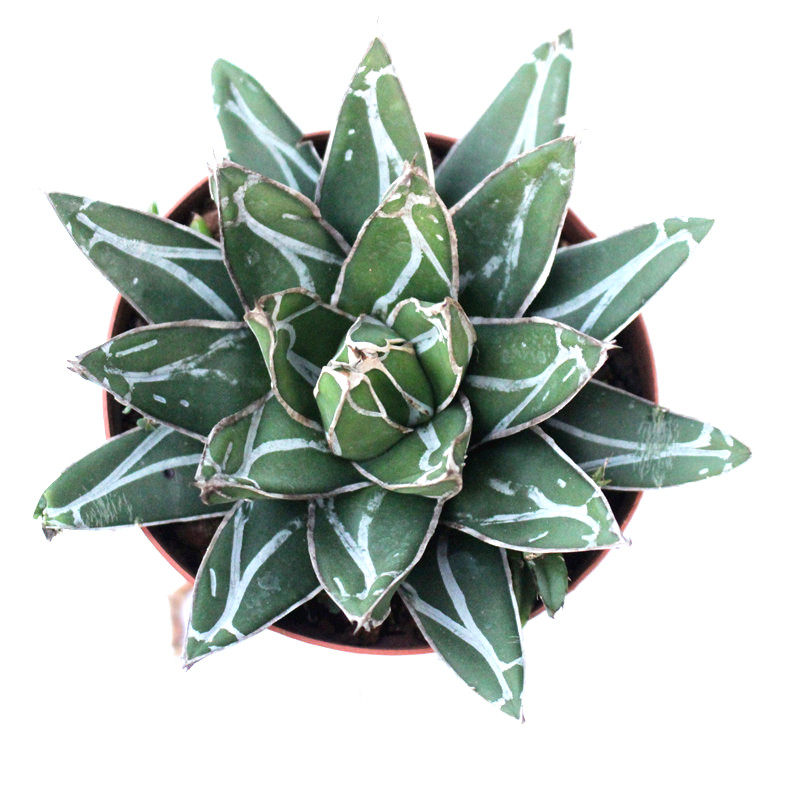 龙舌兰组合小盆栽大型多肉植物新手客厅装饰庭院绿植吉祥冠白中斑,淘宝优惠券,粉丝福利购,淘宝优惠卷