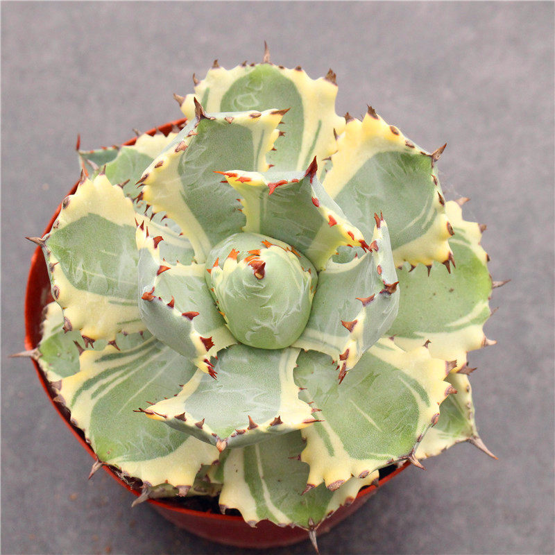 龙舌兰组合小盆栽大型多肉植物新手客厅装饰庭院绿植吉祥冠白中斑,淘宝优惠券,粉丝福利购,淘宝优惠卷