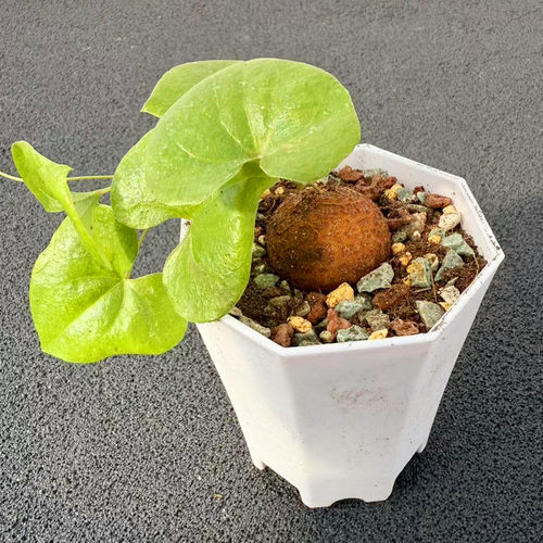 南非龟甲龙块根植物 阳台花卉爬藤可爱多肉阳台实生盆栽桌面绿植 - 图3