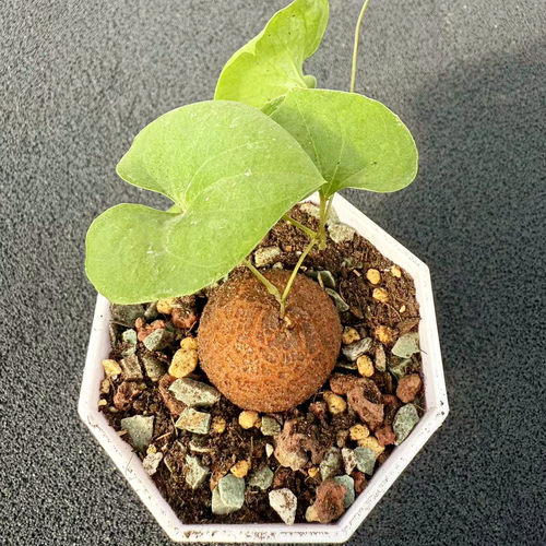 南非龟甲龙块根植物 阳台花卉爬藤可爱多肉阳台实生盆栽桌面绿植 - 图2