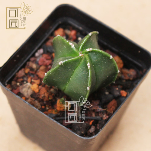 可园 五角琉璃鸾凤玉仙人球 多肉植物组合盆栽 桌面绿植奇趣摆件 - 图1