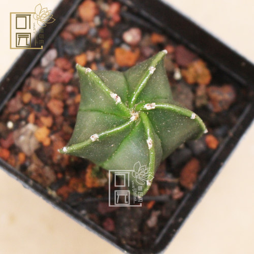 可园 五角琉璃鸾凤玉仙人球 多肉植物组合盆栽 桌面绿植奇趣摆件 - 图0