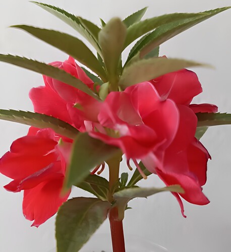 学生观察作业规格齐全凤仙花指甲花苗泡脚染指甲盆栽阳台庭院花卉 - 图3