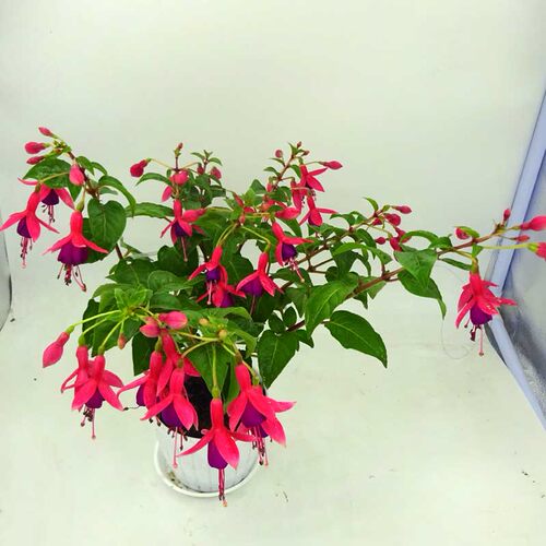 倒挂金钟盆栽带花苞宝莲灯灯笼花重瓣老桩垂吊阳台庭院好养耐寒花 - 图0