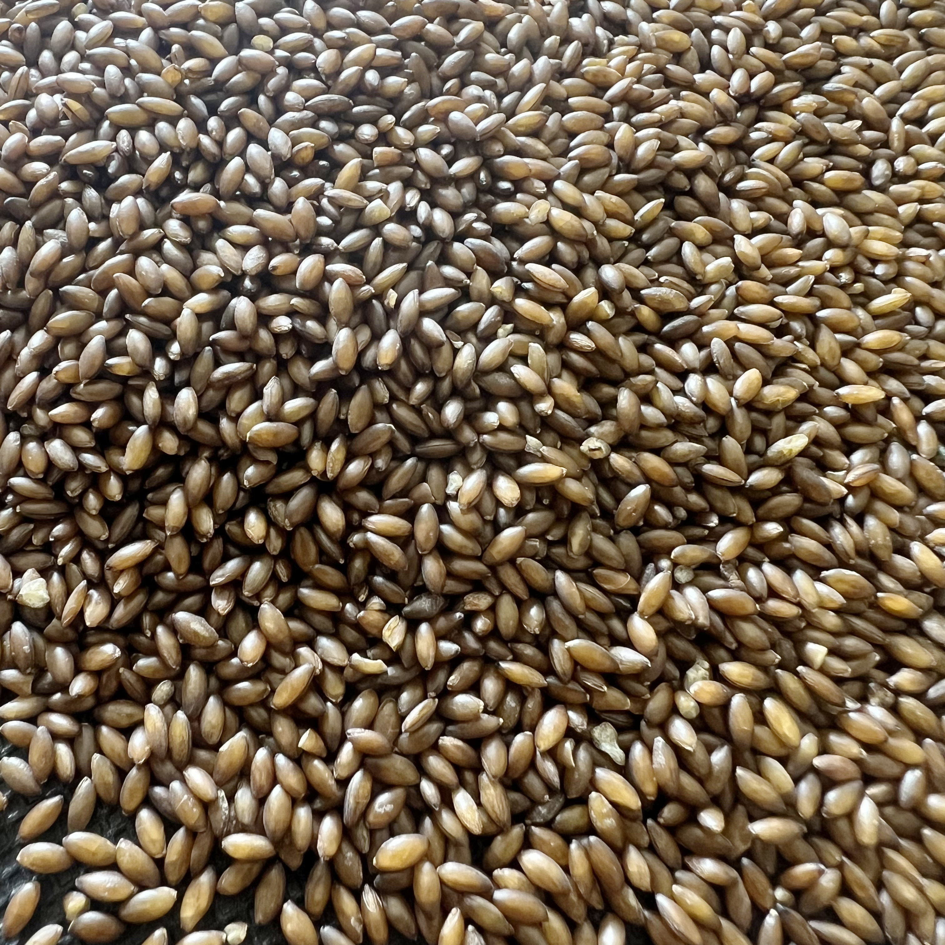 脱壳无壳粮加纳利子白尖鸟粮鸟食玄风牡丹虎皮鹦鹉文鸟玉鸟芙蓉,淘宝优惠券,粉丝福利购,淘宝优惠卷