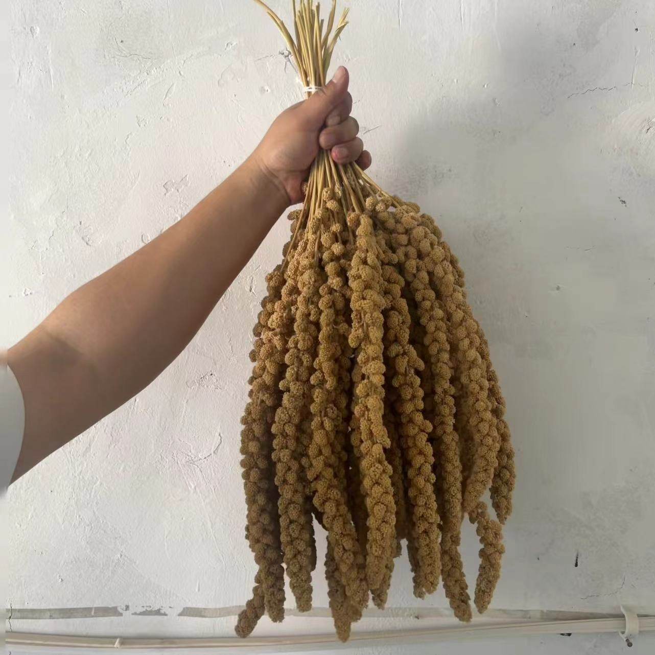 2025谷穗黄小米穗鹦鹉小鸟零食仓鼠玄风牡丹虎皮仓鼠金丝雀断奶,淘宝优惠券,粉丝福利购,淘宝优惠卷