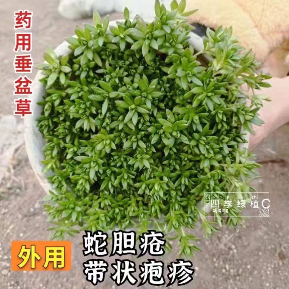 垂盆草中草药材盆栽护肝可食用多肉吊兰绿植狗牙半支蛇丹草石指甲 - 图1