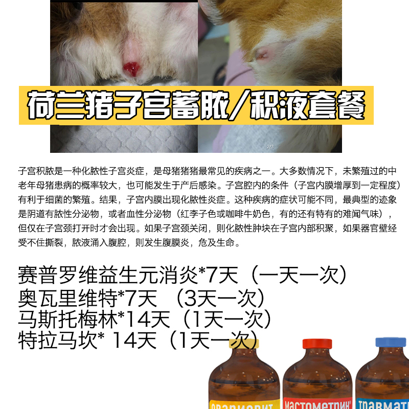 荷兰猪小河马急救包口炎感冒呼吸道杂音脑膜炎肠炎消炎软骨症-图2