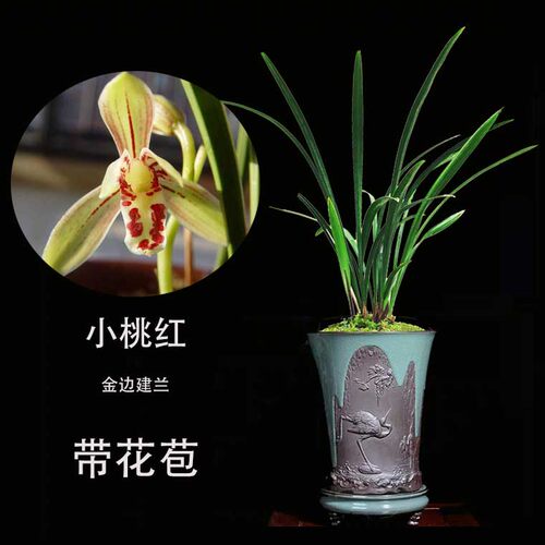 兰花苗金边建兰小桃红带花苞花室内绿植花卉盆栽 浓香型 - 图2