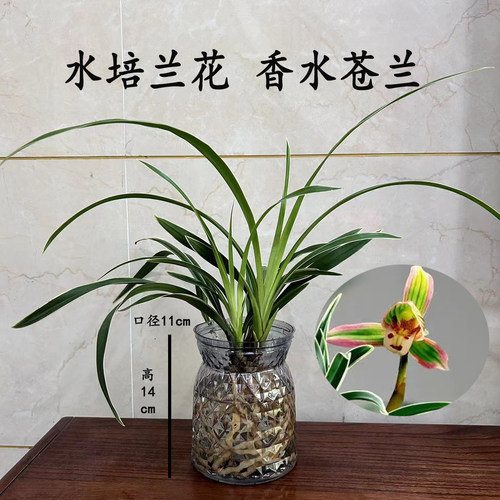 水培香水苍兰兰花苗室内植物浓香四季建花卉耐寒植物冬季带花苞 - 图2