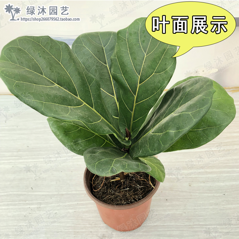 琴叶榕盆栽植物室内办公室绿植四季常青大叶植物花卉小盆栽琴叶榕 - 图0