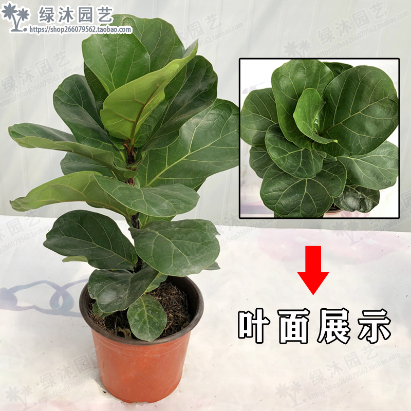 琴叶榕盆栽植物室内办公室绿植四季常青大叶植物花卉小盆栽琴叶榕 - 图0