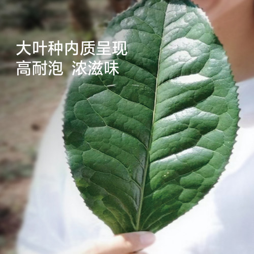 【甜白 白茶】云寿紧压饼茶云南老树白茶|吉普号大叶种茶叶月光 - 图0