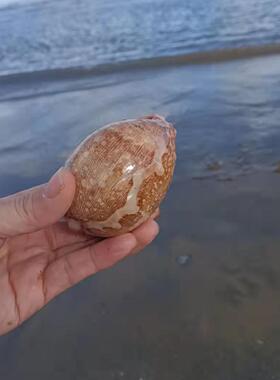 工艺品贝壳海螺天然棕色摆件手工