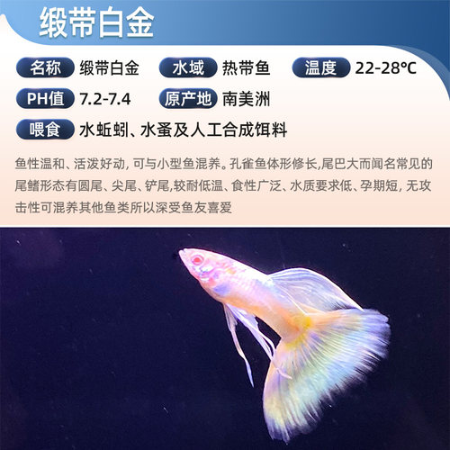 缎带白金礼服孔雀鱼包免邮精品稀有品种观赏热带鱼活体纯种下崽 - 图0