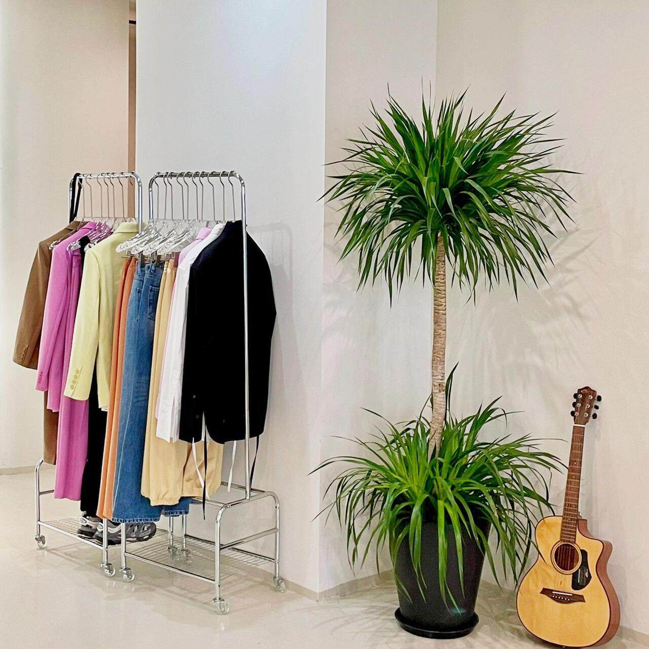 造型龙血树大型网红室内客厅办公室植物老桩四季植物绿植大盆北欧,淘宝优惠券,粉丝福利购,淘宝优惠卷