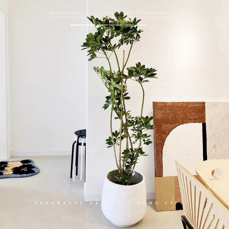 鸭脚木盆栽大型绿植客厅办公室内鸭掌木盆景植物四季好养活卧室,淘宝优惠券,粉丝福利购,淘宝优惠卷