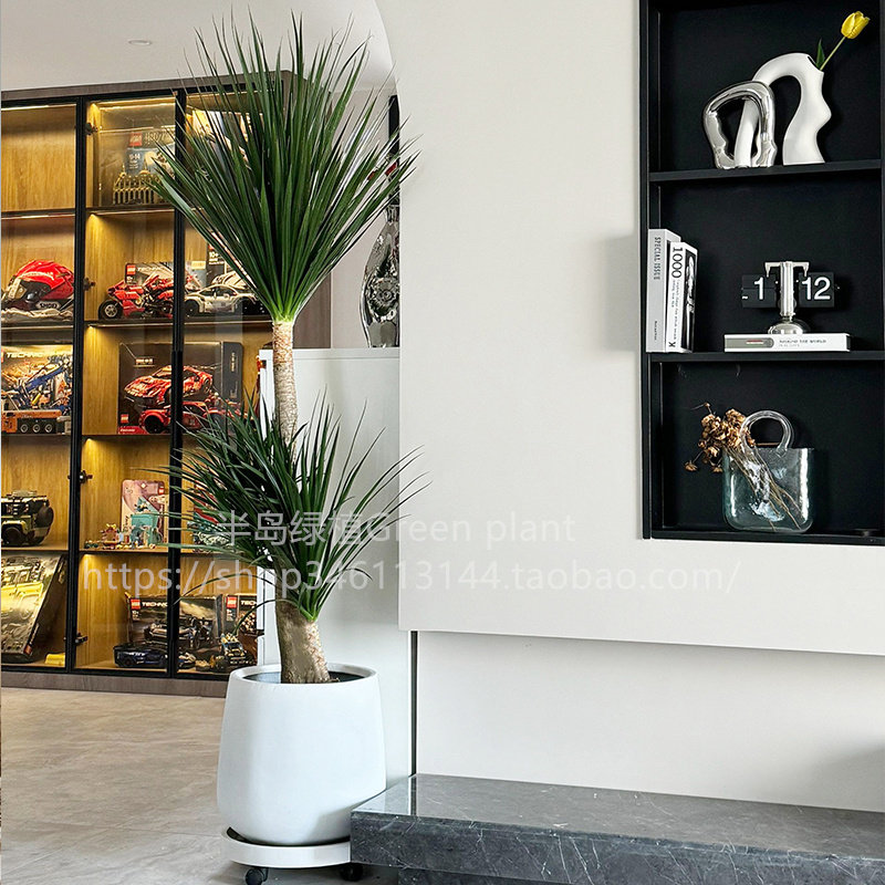 造型龙血树大型网红室内客厅办公室植物老桩四季植物绿植大盆北欧,淘宝优惠券,粉丝福利购,淘宝优惠卷