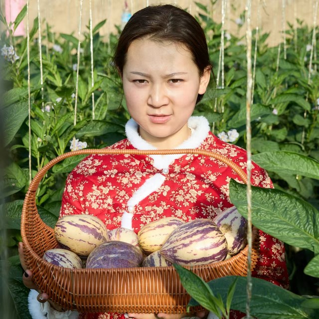 Ginseng fruit fresh fruit Gansu Minqin Desert extra large life fruit yellow flesh low sugar large fruit for pregnant women seasonal whole box