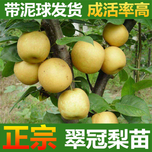 翠冠梨树苗嫁接梨树苗翠冠梨子苗梨蜜梨树苗南方北方盆栽地栽果树 - 图2