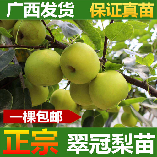翠冠梨树苗嫁接梨树苗翠冠梨子苗梨蜜梨树苗南方北方盆栽地栽果树 - 图0