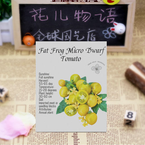 肥蛙番茄种子矮生侏儒皮薄甜糯高产多汁传家宝家庭室内阳台盆栽-图1