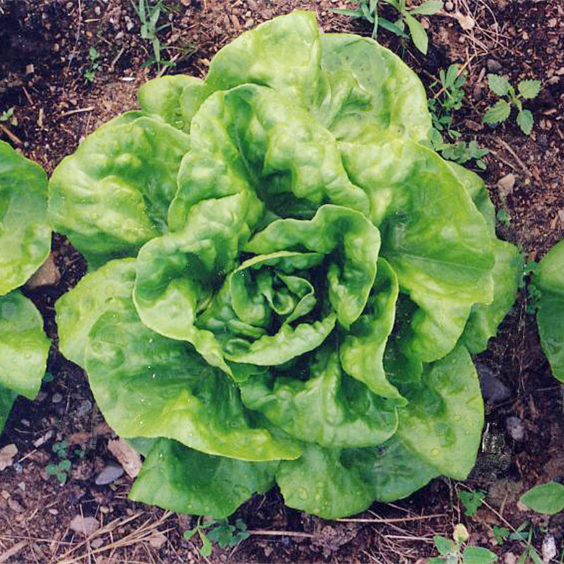 奶油脆生菜种子光滑酥脆鲜嫩甜美沙拉叶菜传家宝四季阳台室内盆栽 - 图0