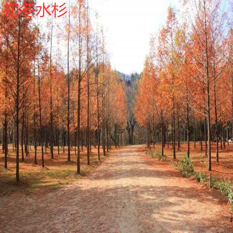 庭院绿化水杉树苗红杉池杉落羽杉中山杉速生杉树苗道路农田护坡-图2