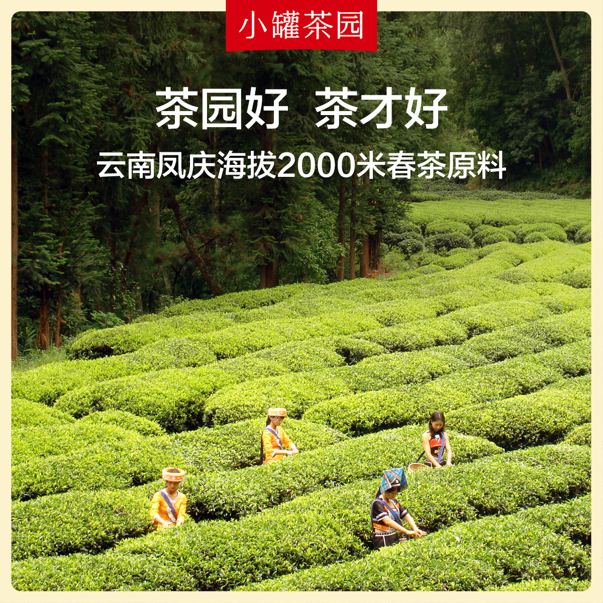 小罐茶园彩标系列滇红茶新茶正宗一级红茶茶叶单罐装105g自己喝,淘宝优惠券,粉丝福利购,淘宝优惠卷