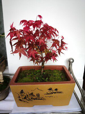 宜兴新希望手工长方形文竹 榕树 树桩 盆景盆 特大多肉陶瓷花盆 - 图3