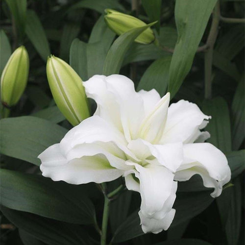 香水百合水养鲜花花束直批云南昆明基地直发家用玫瑰速递同城包邮 - 图0