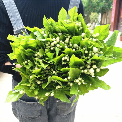 茉莉花鲜花水养鲜切花云南昆明基地直发同城速递玫瑰百合向日葵 - 图2