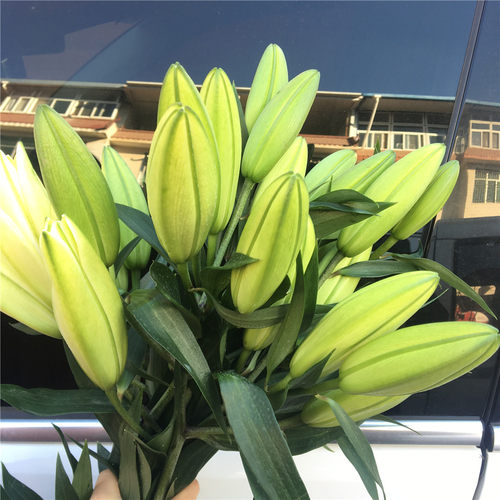 香水百合水养鲜花花束直批云南昆明基地直发家用玫瑰速递同城包邮 - 图3