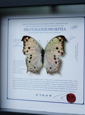 绿贝矩蛱蝶真蝴蝶标本成品礼物摆件挂画装饰画女生生日礼物情人节