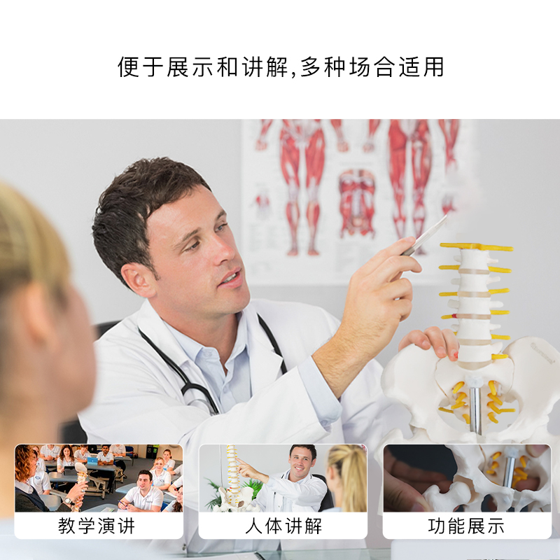动态迷你腰椎骨盆模型关节可活动人体骨骼小女性脊柱骶髂教学骨架