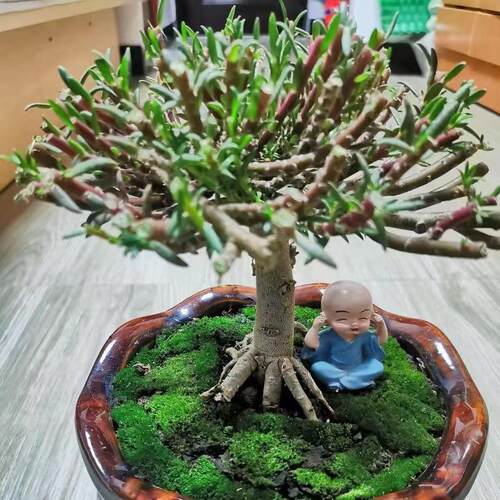 (太阳花辫子桩）重瓣太阳花老桩造型盆景多色多年生大型牡丹耐寒 - 图1