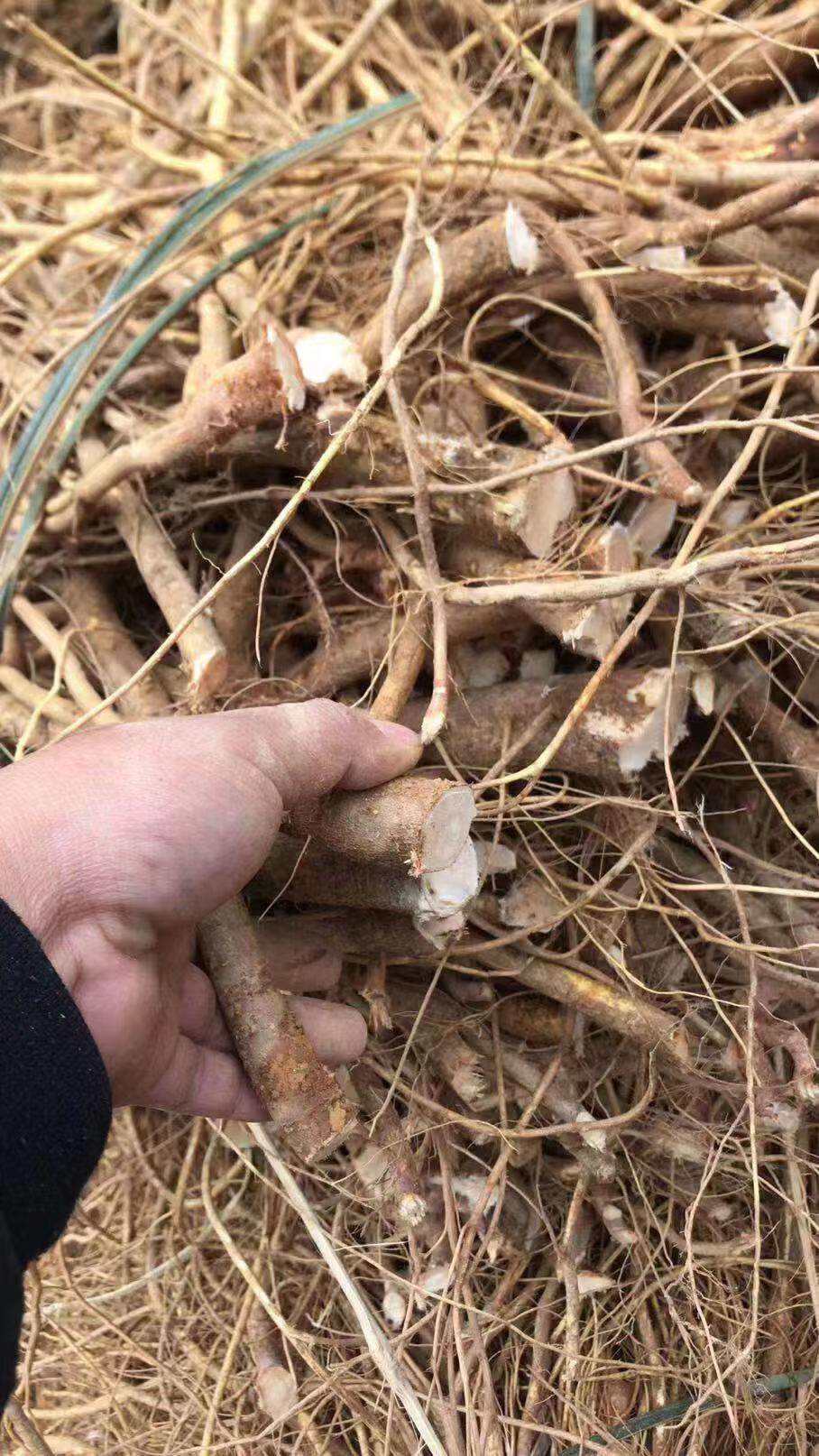 新品五指毛桃根片椰香五指牛奶五爪龙广东煲汤料正品包邮500g