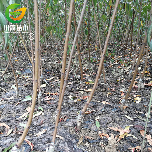 热卖嫁接五月脆桃 凤凰桃树 晚湖景水蜜桃 水果树苗晚熟盆栽地栽 - 图0