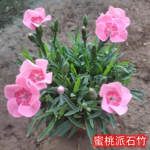 欧石竹花苗 山东青州耐寒花卉盆栽粉贝室外庭院绿化工程小苗包邮 - 图1